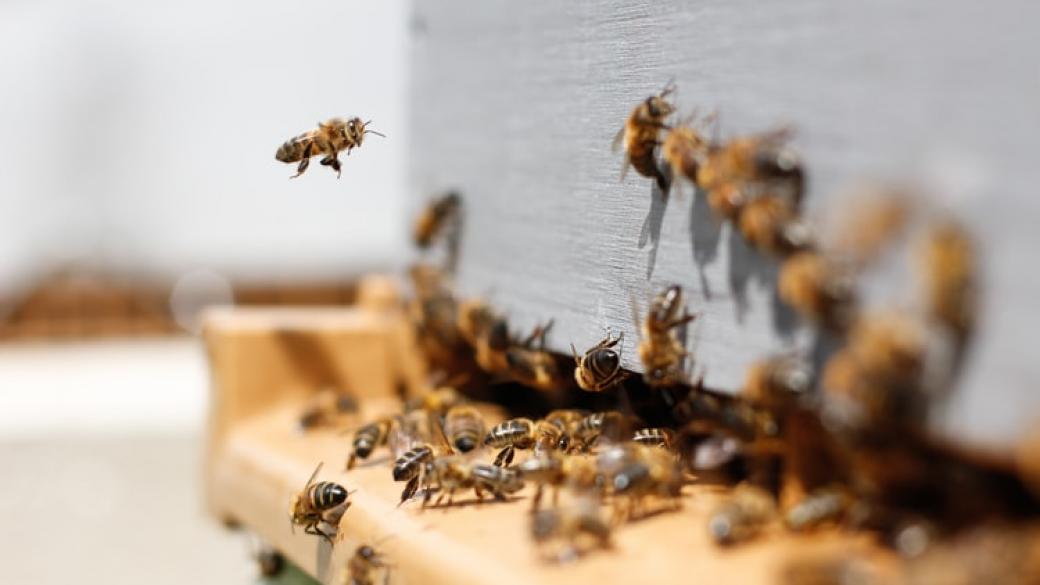 Фонд „Земеделие“ пуска през февруари новата пчеларска програма