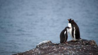 Антарктида е по-гореща от всякога досега