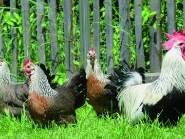 Изтича крайният срок за кандидатстване за субсидии за хуманно отношение към птиците