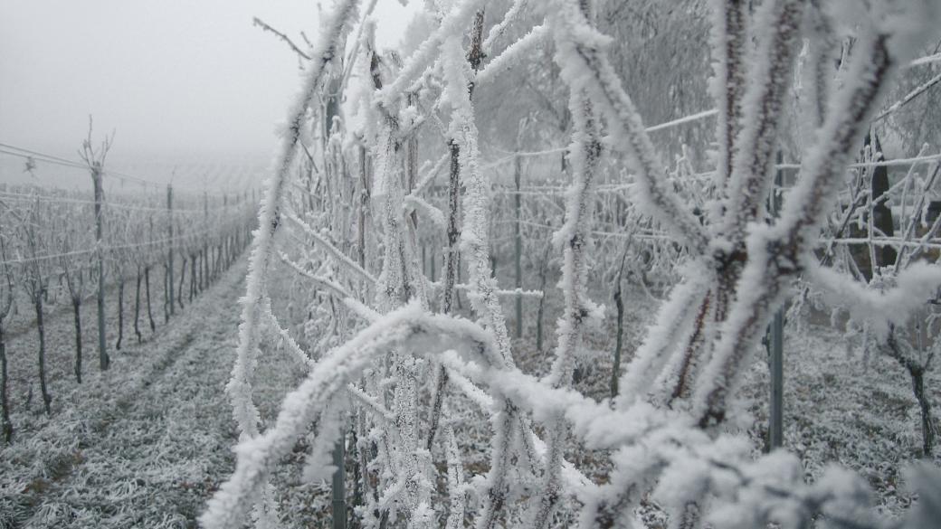 Топлата зима провали реколтата за германското ледено вино