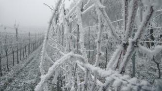 Топлата зима провали реколтата за германското ледено вино