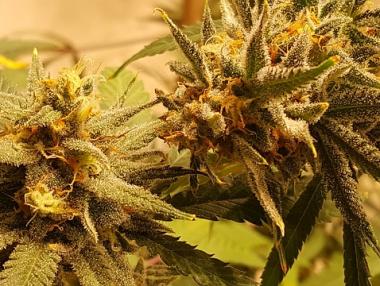 Най-голямата компания за канабис затваря оранжерии и освобождава персонал