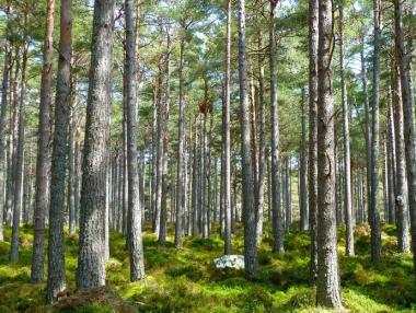 Прокуратурата влезе в Агенцията по горите