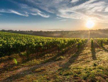 Лозаро-винарската камара избра нов председател