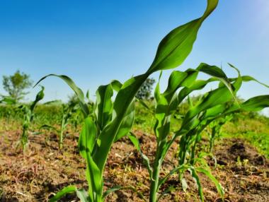 Земеделските производители поискаха да бъдат включени в схемата „60/40“