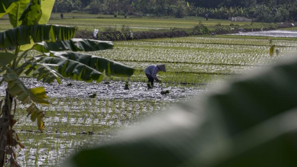 Цената на ориза достигна 7-годишен връх