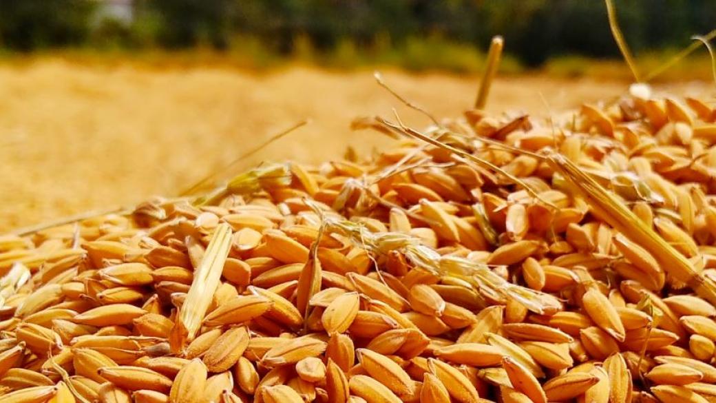 Румъния забрани износа на зърно докато трае извънредното положение