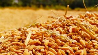 Румъния забрани износа на зърно докато трае извънредното положение