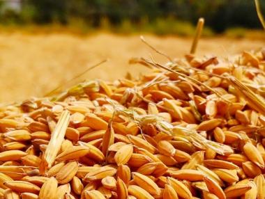 Румъния забрани износа на зърно докато трае извънредното положение