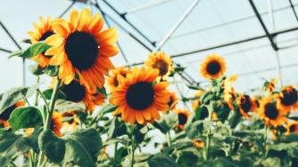 Производител на олио: България трябва да забрани износа на зърно и слънчоглед