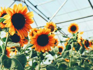 Производител на олио: България трябва да забрани износа на зърно и слънчоглед