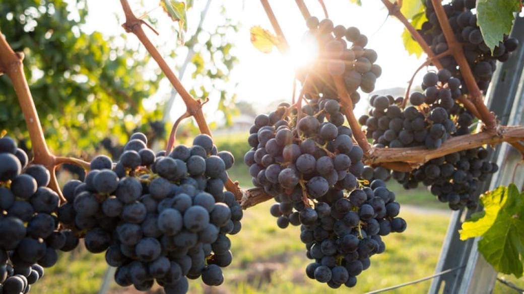 Стартира мярката за застраховане на реколтата от винено грозде
