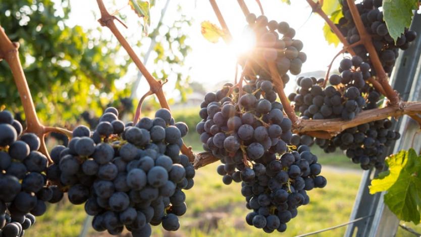 Стартира мярката за застраховане на реколтата от винено грозде