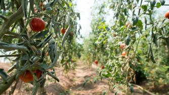 Биопазарът разчита на доверие и лично отношение