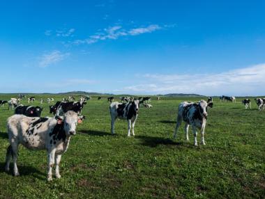 Освен петрола, има още един също толкова несигурен пазар