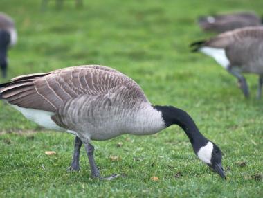 България е втора в света по износ на гъши дроб