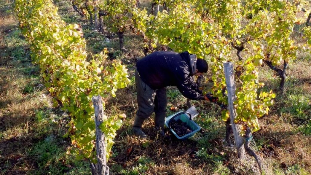 Карантината за българи и румънци може да съсипе земеделието в Италия