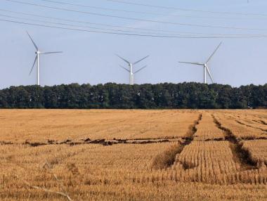 Реколтата от пшеница намалява с близо 20%