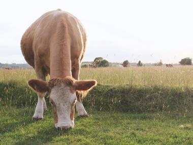 Започва кандидатстването на животновъди и пчелари по de minimis