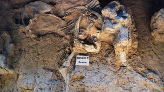 „Газпром“ вместо гориво откри останки от мамут