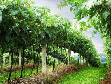 „Пещерска гроздова“ започна кампанията по гроздобер