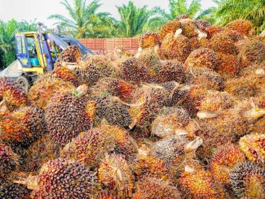 Затворници ще спасяват палмовата индустрия в Малайзия