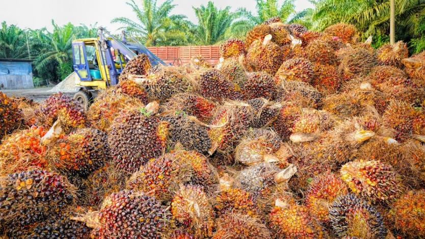 Затворници ще спасяват палмовата индустрия в Малайзия