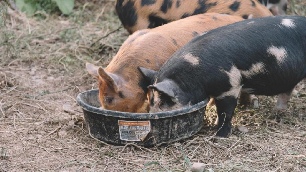 Китай забрани вноса на свинско месо от Германия