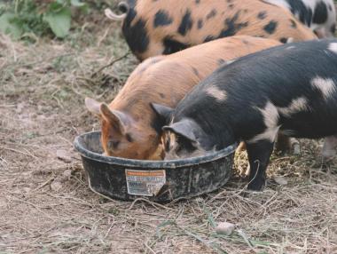 Китай забрани вноса на свинско месо от Германия