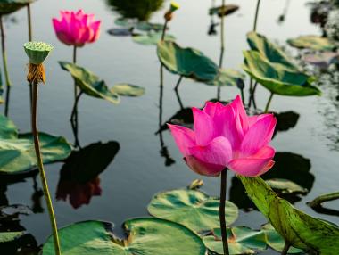 В Китай започна жътвата на лотоса