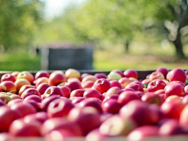 България харчи много европари за земеделие, но то не е конкурентно