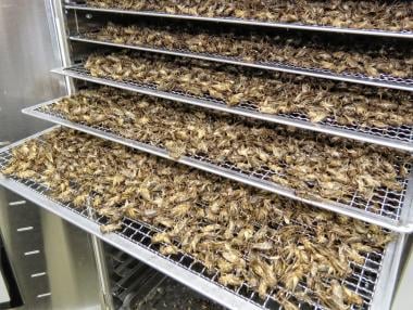 Щурец в чинията