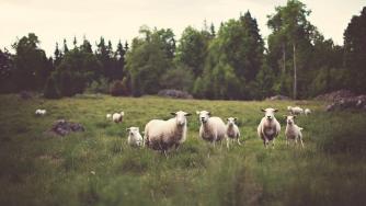 Фонд „Земеделие“ отсрочва заеми на животновъдите