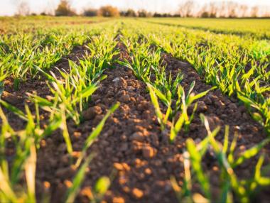 ДФЗ изплати над 1.1 млн. лв. на земеделците по подмярката COVID 1