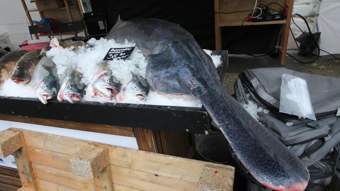 Галерия :: Снимка 2 :: София е морска столица за един уикенд (снимки)}