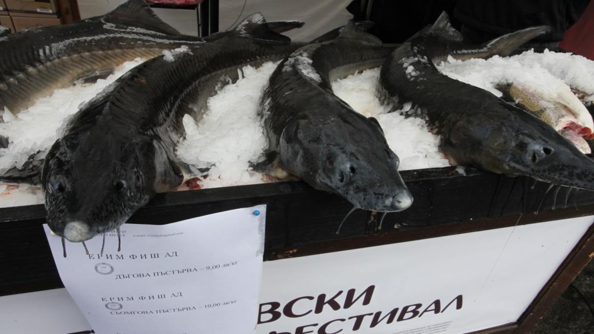 Галерия :: Снимка 3 :: София е морска столица за един уикенд (снимки)}