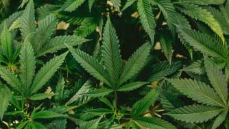Долната камара разреши употребата на марихуана в САЩ