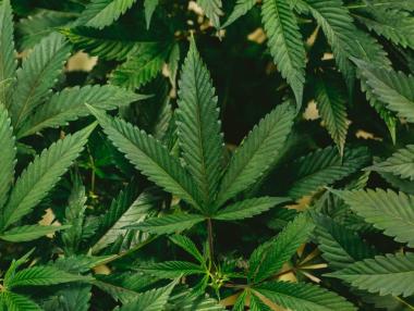 Долната камара разреши употребата на марихуана в САЩ