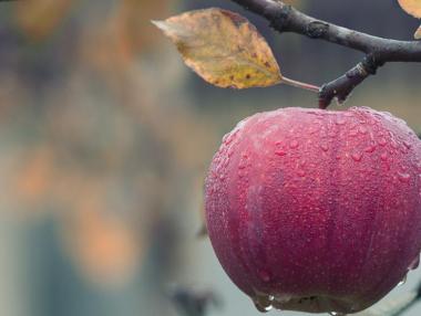 ДФЗ изплати над 1.4 млн. лв. по de minimis