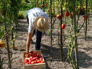 Да смениш графичния дизайн с градинарство