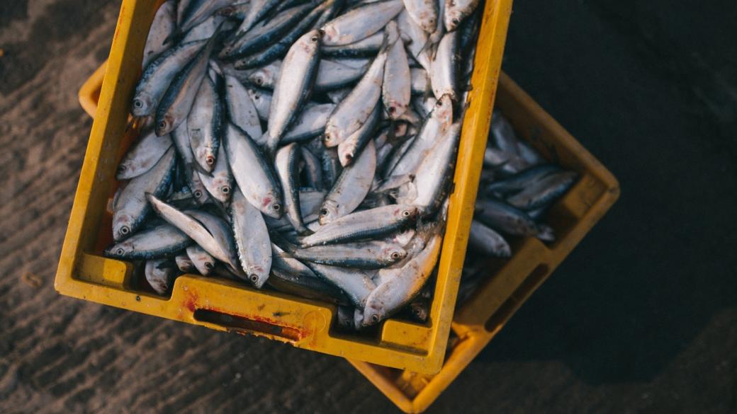 Шотландия спря доставките на риба за ЕС заради Брекзит