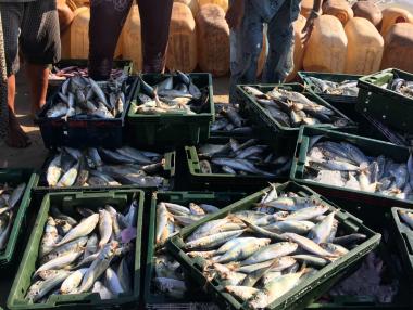 Великобритания може да разреши проблемите на шотландските рибари