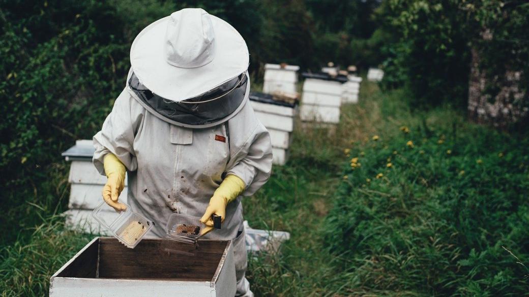 Пчеларите получават 8 млн. лв. държавна подкрепа