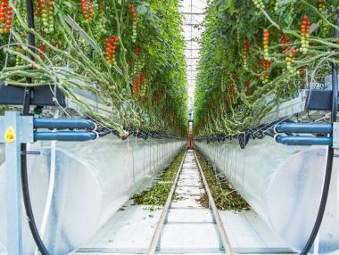 Компанията, която откри как да отглежда зеленчуци в пустинята