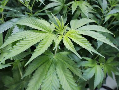 Щатът Вашингтон предлага марихуана срещу ваксина