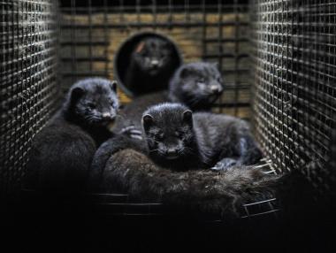 БАБХ въвежда контрол върху фермите за норки в България