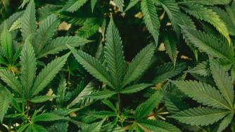 Компания за канабис е новият фаворит на Reddit