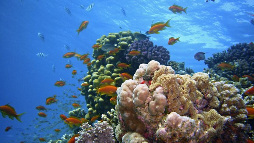 Глобалното затопляне заплашва Големия бариерен риф