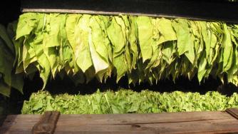 Пловдивска фирма получи лиценз за промишлена обработка на тютюн