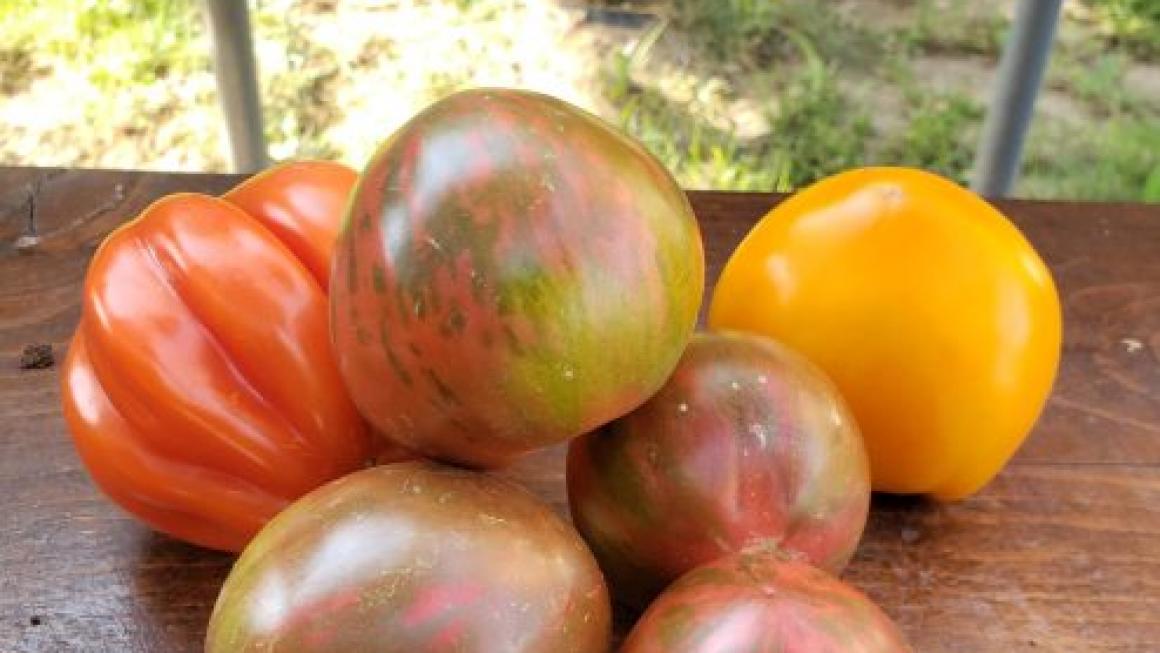 Галерия :: Снимка 9 :: От подиума в Ню Йорк до собствена биоферма в Аканджиево – как се сбъдват мечтите}